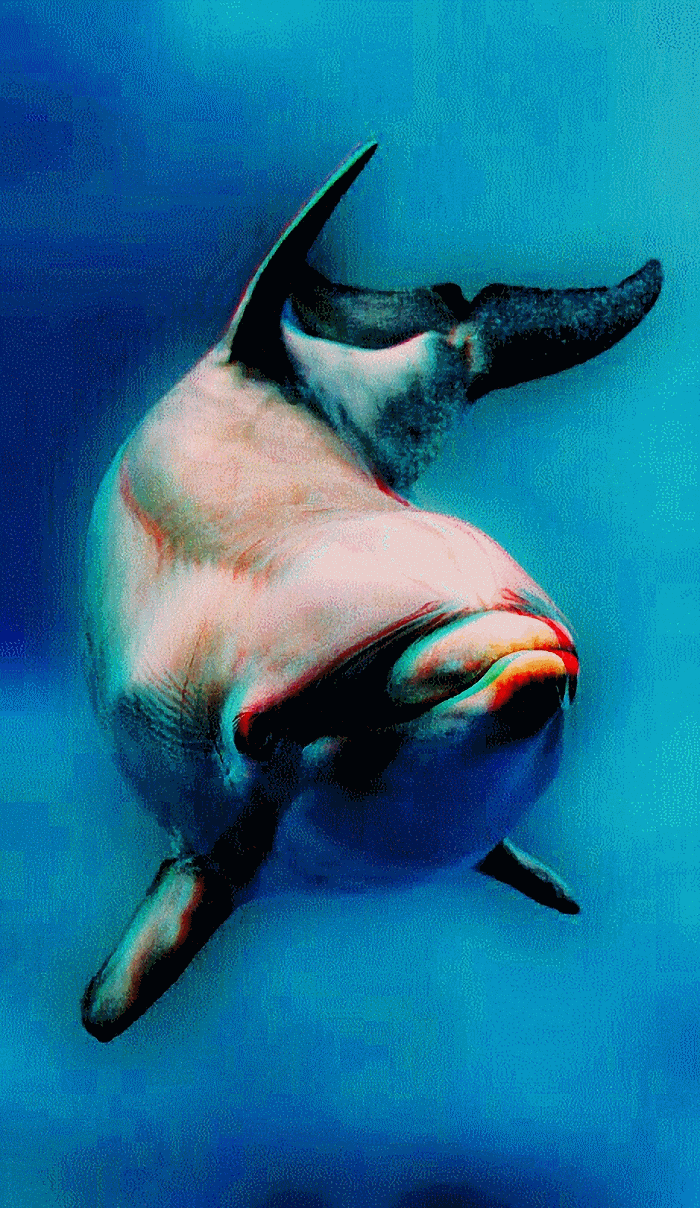 dolphin